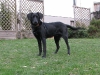 bruno10