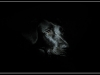 bruno_wpweb1